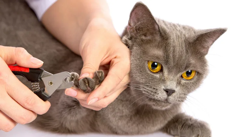 cat-nail-trim-header.jpg