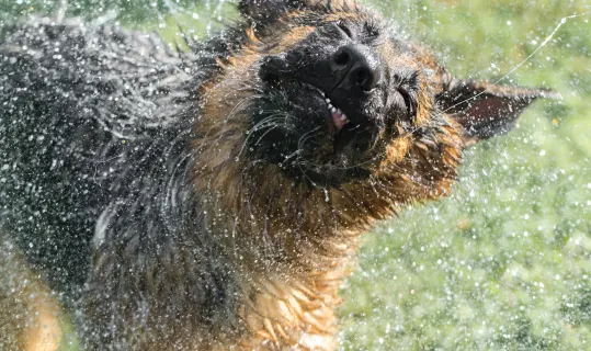 German Sheppard shaking off water.