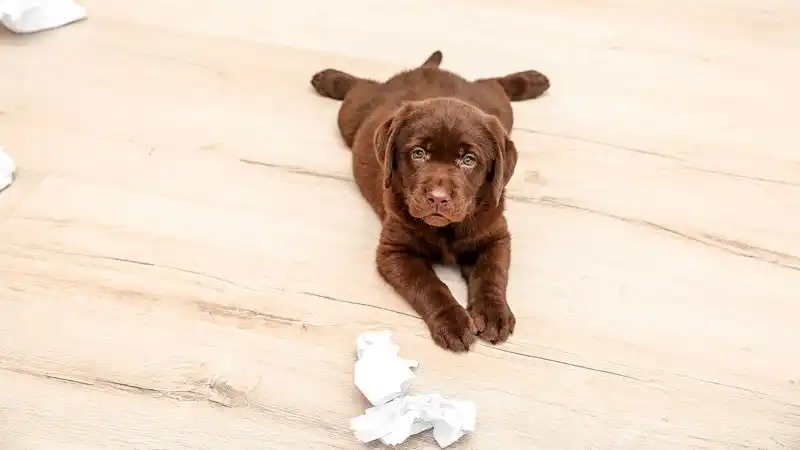 Photo of a puppy on the floor