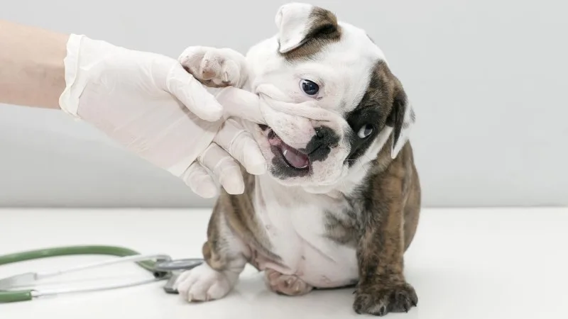 header_first_vet_visit_new.jpg
