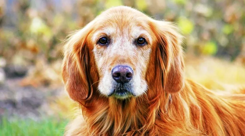 senior-golden-retriever-header-new.jpg