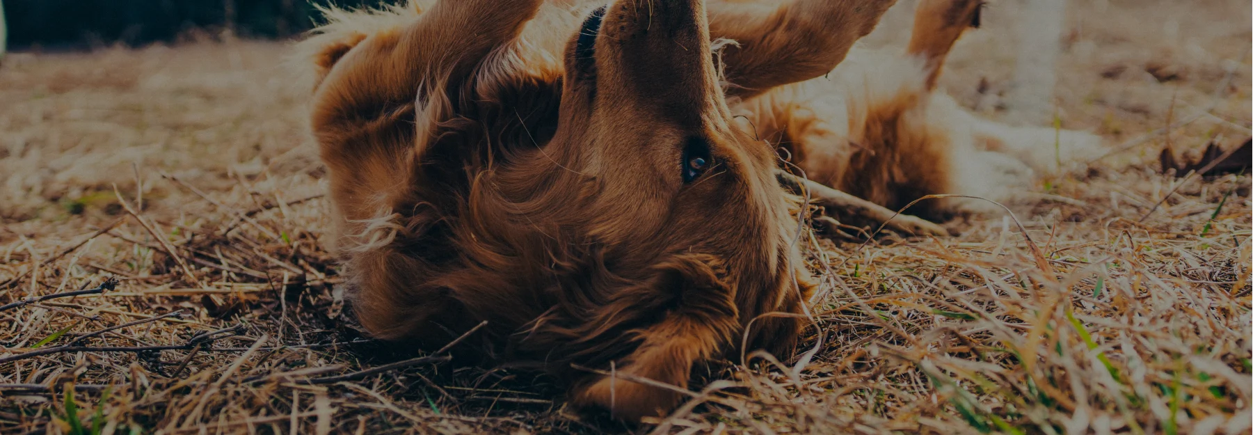 Image of a dog rolling around in the grass.