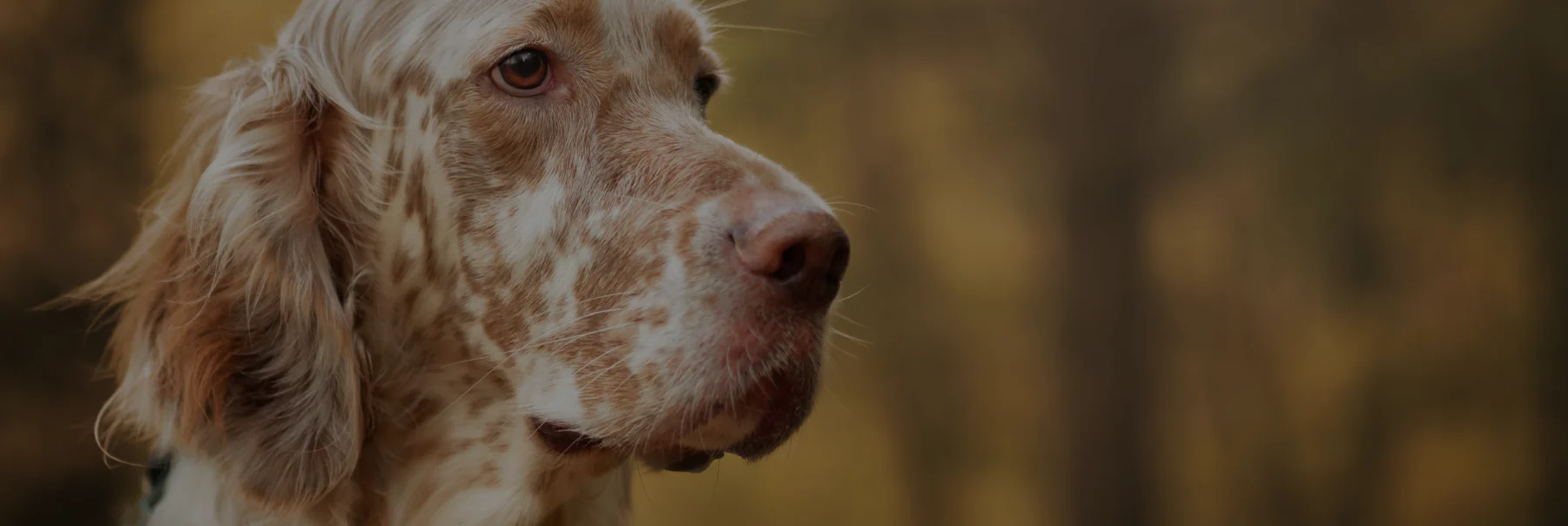Closeup of a large dog looking majestic 