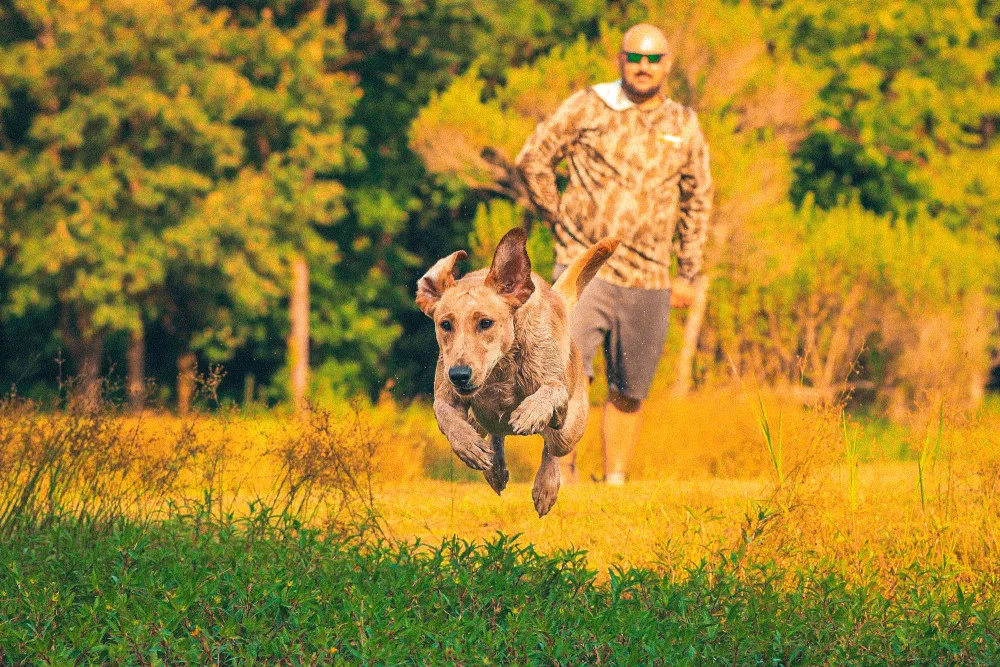 Labrador Retriever running in the grass with owner